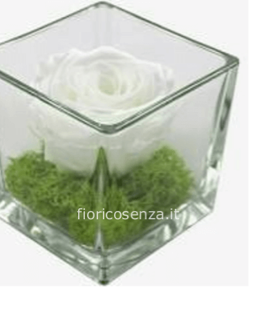 Rosa Stabilizzata Eterna Vera Alta Qualità Rose in vetro. Idea
