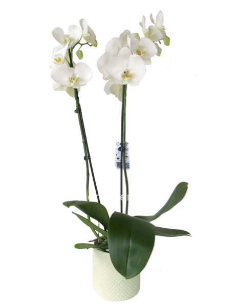 Pianta di Orchidea Phalaenopsis